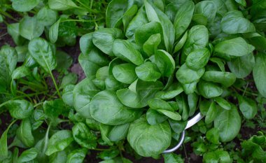 Camdan bir evde ıspanak ve süzgeç.