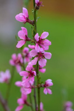İlkbaharda çiçek açan şeftali ağacı