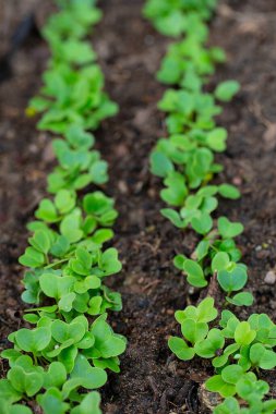 Toprakta taze turp filizleri yetişiyor.