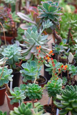 Botanik bahçesinde yetişen echeveria bitkileri koleksiyonu