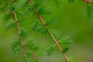 Baharda karaçam yaprakları ve koniler, kapayın.