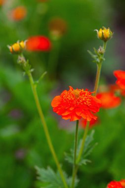 Bahçede yetişen Portakal Kraliçesi