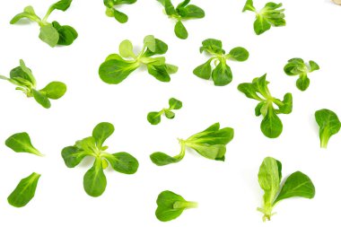 Valerianella marulu arka planda izole edilmiş.