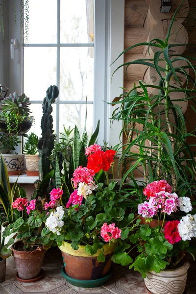 Insamling Inhemska Växter Som Står Golvet Och Fönsterbräda — Stockfoto
