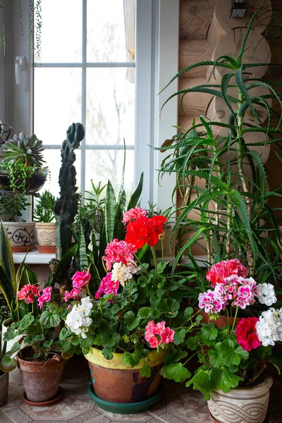 Colección Plantas Caseras Pie Suelo Alféizar Ventana — Foto de Stock