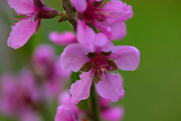 Mooie Bloeiende Perzikboom Het Voorjaar — Stockfoto
