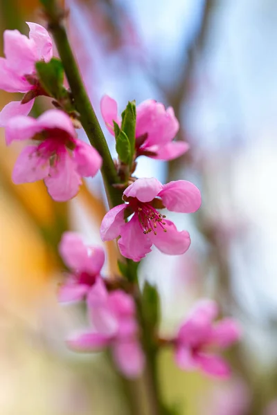 Krásný Kvetoucí Broskvoně Jaře — Stock fotografie