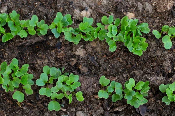 Fresh Radish Seedlings Growing Soil Top View — Stock Photo, Image