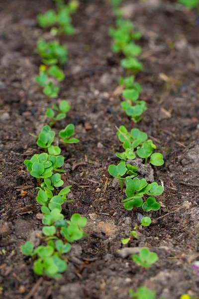 Färska Rädisa Plantor Som Växer Jord — Stockfoto