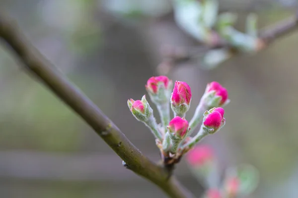 Schöne Rosa Blumen Garten — Stockfoto