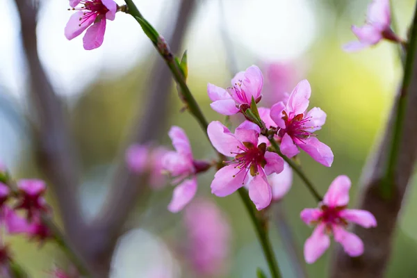 春に咲く美しい桃の木 — ストック写真