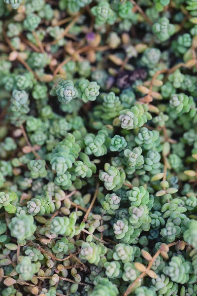 Corse Stonecrop Sedum Dasyphyllum Poussant Dans Jardin Succulent Vue Sur — Photo