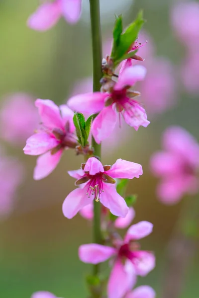 Bellissimo Pesco Fiorito Primavera — Foto Stock