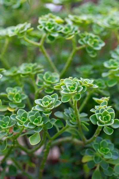 Aeonium Goochiae Plante Poussant Dans Jardin Botanique — Photo