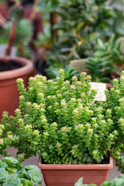 Crassula Rupestris Growing Botanical Garden — Stock Photo, Image