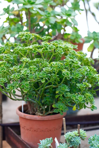 Aeonium Goochiae Plant Groeit Botanische Tuin — Stockfoto