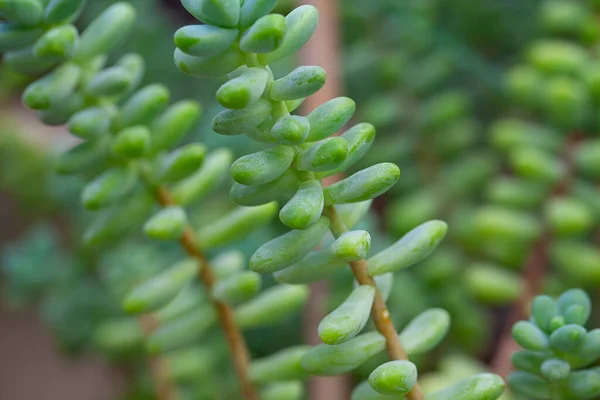 Sedum Treleasei Wächst Botanischen Garten — Stockfoto