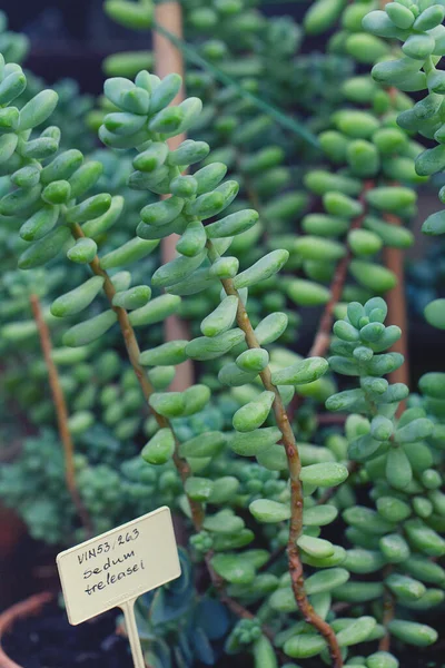 Sedum Treleasei Croissant Dans Jardin Botanique — Photo