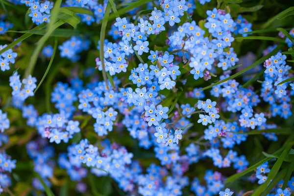 Forget Myosotis Growing Spring — Stock Photo, Image