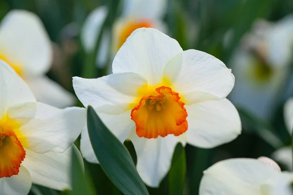 Narcisy Rostoucí Jarní Zahradě — Stock fotografie