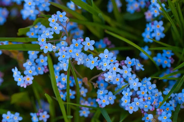 Olvides Miosotis Creciendo Primavera — Foto de Stock