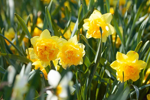 Narciso Creciendo Jardín Primavera — Foto de Stock