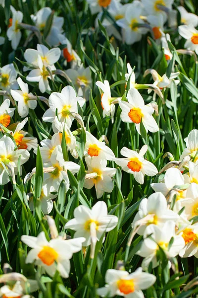 Narciso Creciendo Jardín Primavera — Foto de Stock