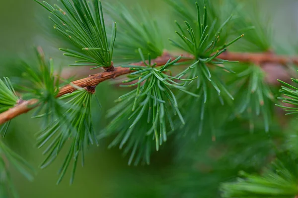 Larch Leafs Cones Spring Close — Stock Photo, Image