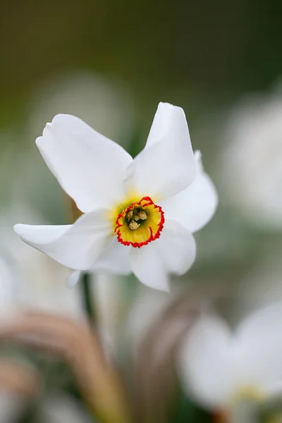 Farbenfrohe Natcissus Blumen Die Frühling Wachsen — Stockfoto