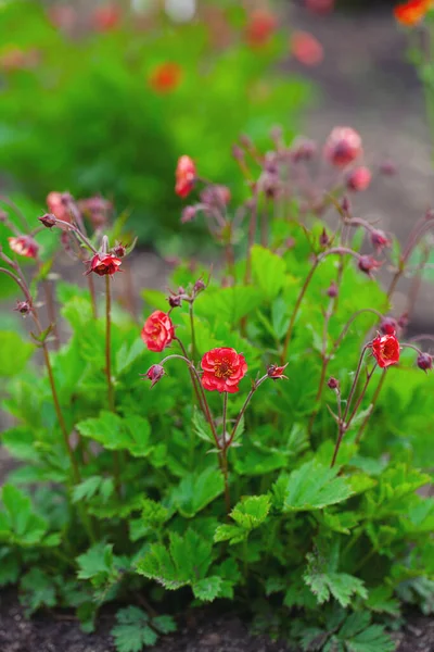 Geum Flames Passion Growing Spring — Stock Photo, Image