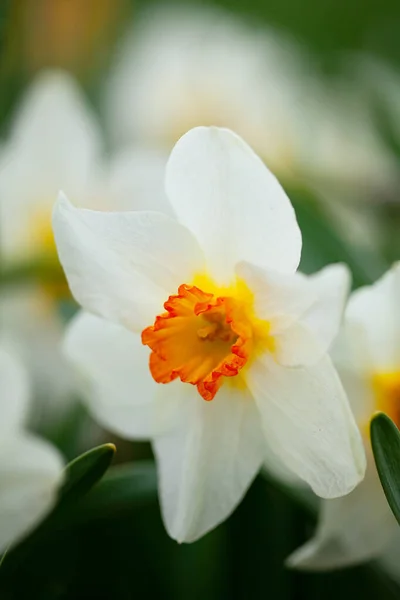 Kolorowe Kwiaty Natcissus Rośnie Wiosną — Zdjęcie stockowe