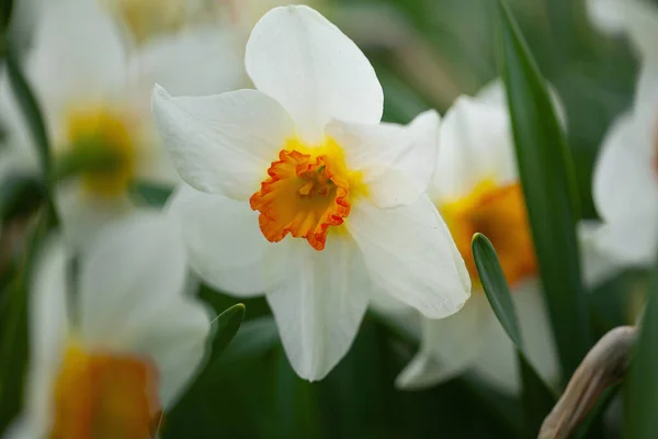 春に咲くカラフルなナチュスの花 — ストック写真