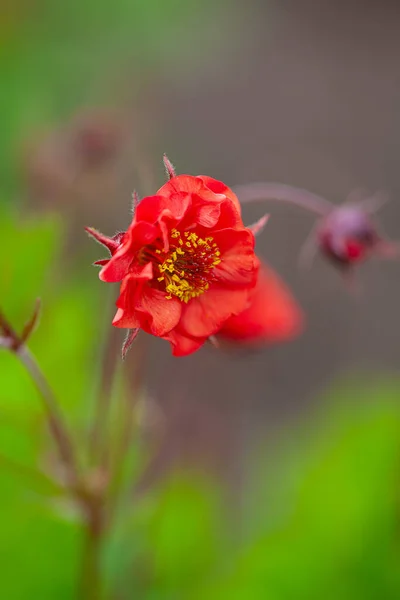 Geum Fiamme Della Passione Primavera — Foto Stock