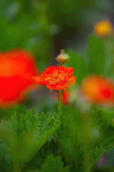 Geum Rainha Orange Crescendo Jardim — Fotografia de Stock