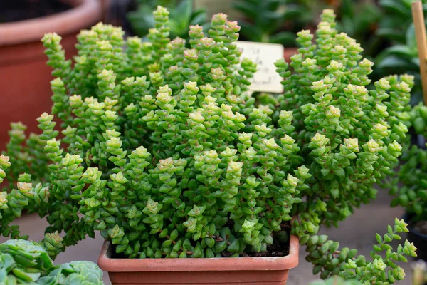 Crassula Rupestris Groeit Botanische Tuin — Stockfoto