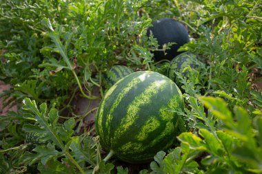 Growing watermelons. Water melon field. Farming concept.