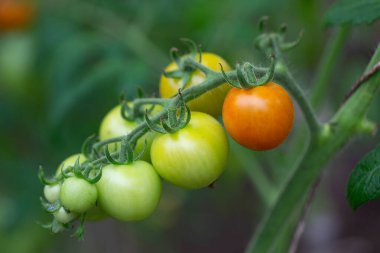 tomatoes growing in a green house
