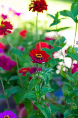 Zinnias growing in garden. Summer garden.