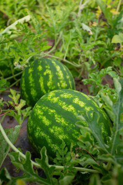 Growing watermelons. Water melon field. Farming concept.