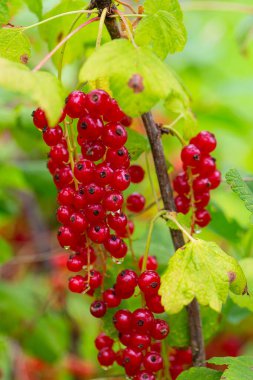 red currants growing in garden, after rain