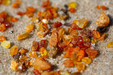 pieces of amber (Lithuanian gold) lying on beach