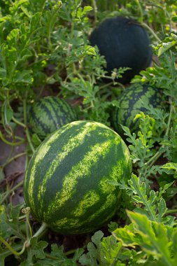 Growing watermelons. Water melon field. Farming concept.