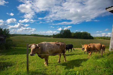 beautiful farm cow pasture on a beautiful summer day
