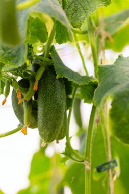 Salatalıklar camdan bir evde yetişiyor.