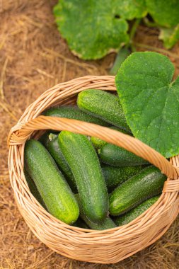 Salatalıklar camdan bir evde yetişiyor.