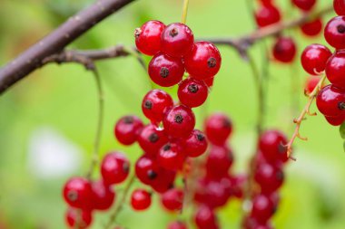 red currants growing in garden, after rain