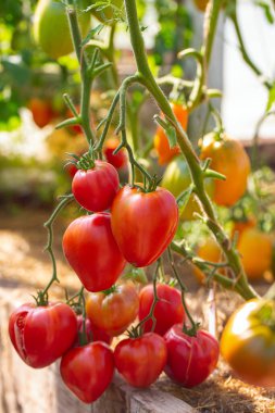 Fresh ripe tomatoes in a glass house. Variety of tomatoes. 
