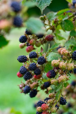 blackberries growing in summer garden