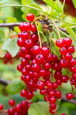 red currants growing in garden, after rain
