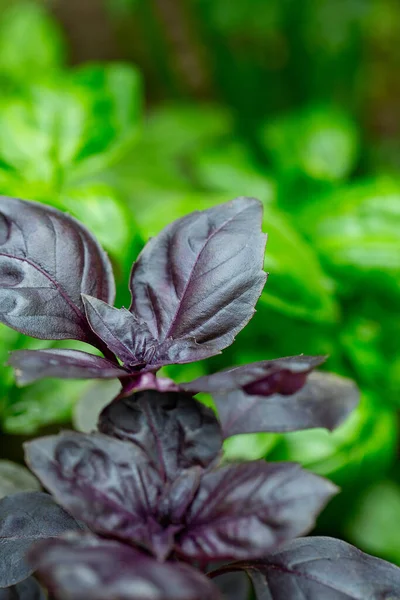 green and purple basil close up